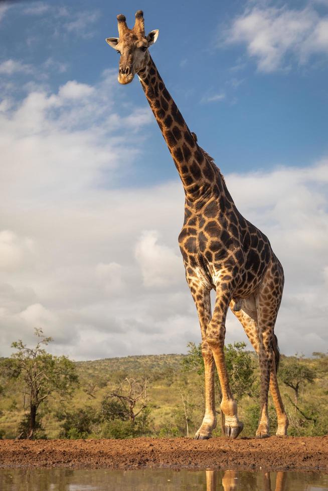 Southern giraffe photographed from low vantage point photo