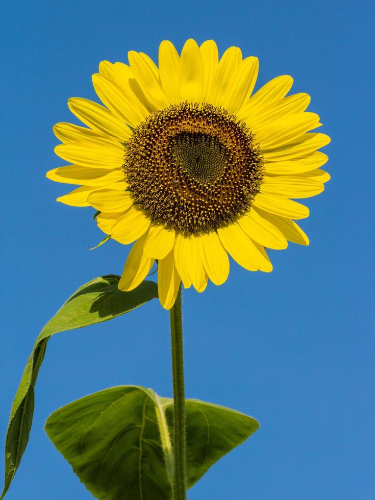 Sunflower against blue sky photo