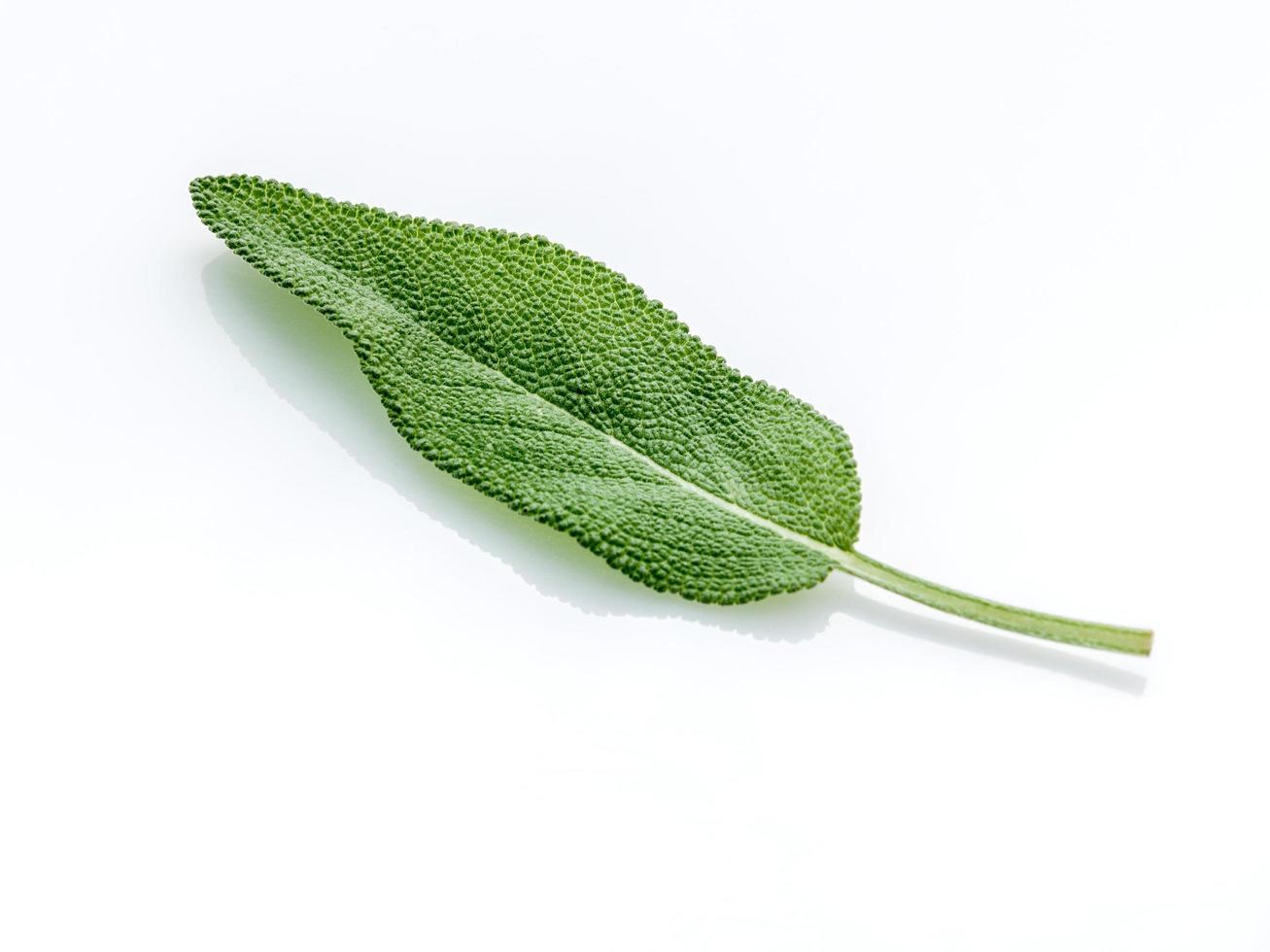 Green sage leaf photo