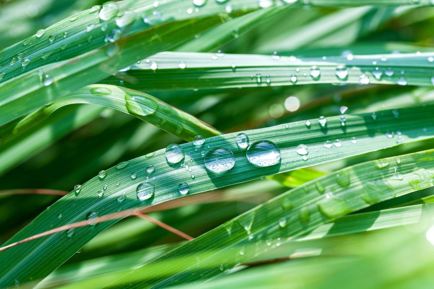 Dew on lemongrass photo