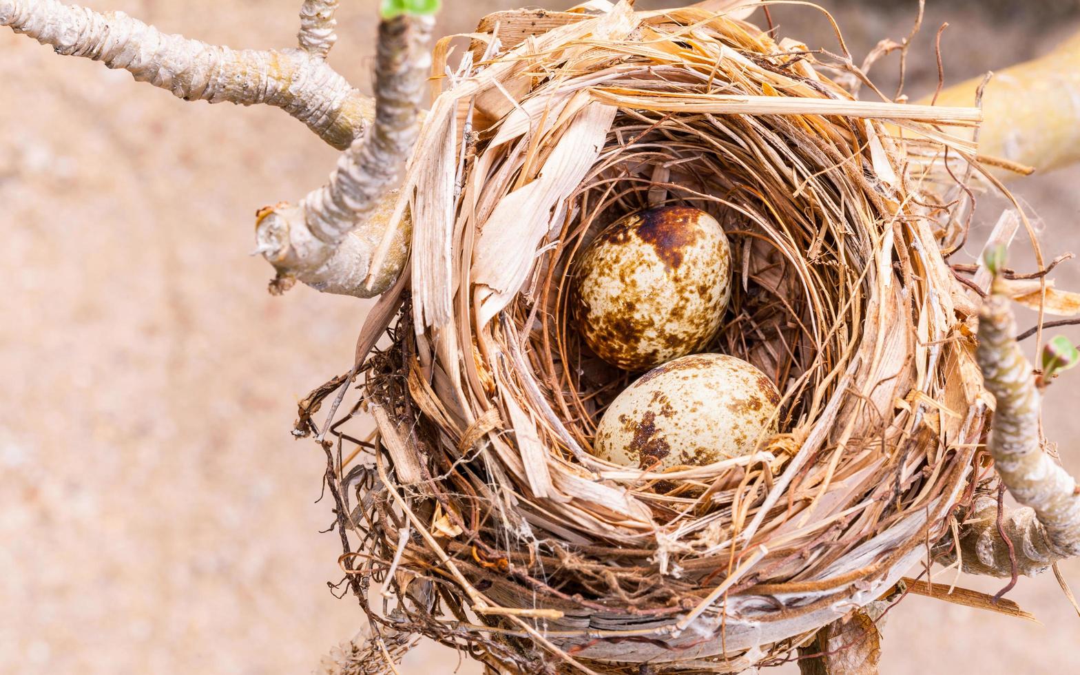 Bird eggs in a nest photo