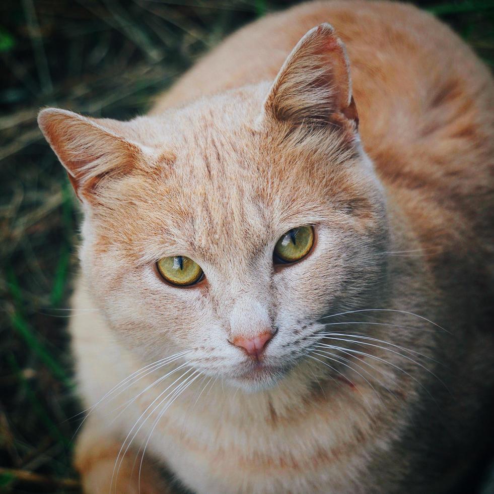 A beautiful brown cat portrait photo