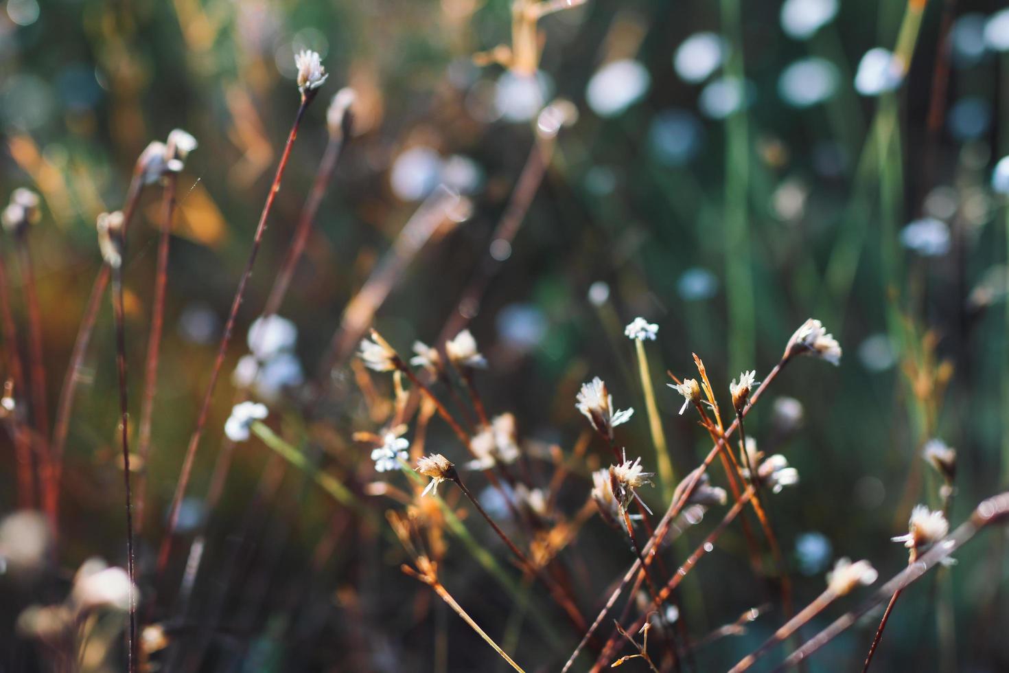 Wild flowers in nature photo