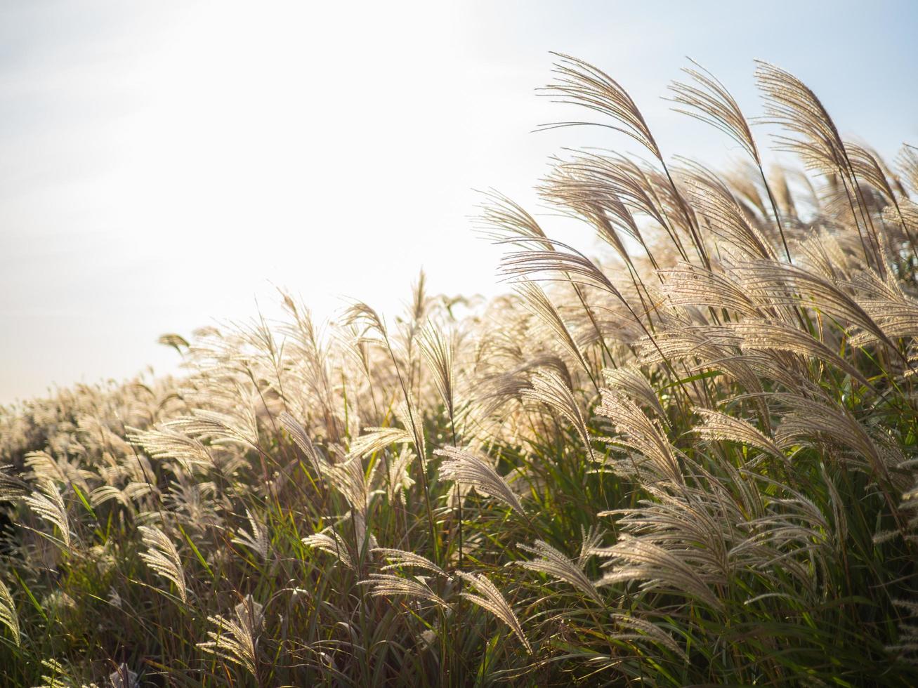 Hermosa hierba plateada o miscanthus sinensis en una isla de Jeju en otoño de Corea foto