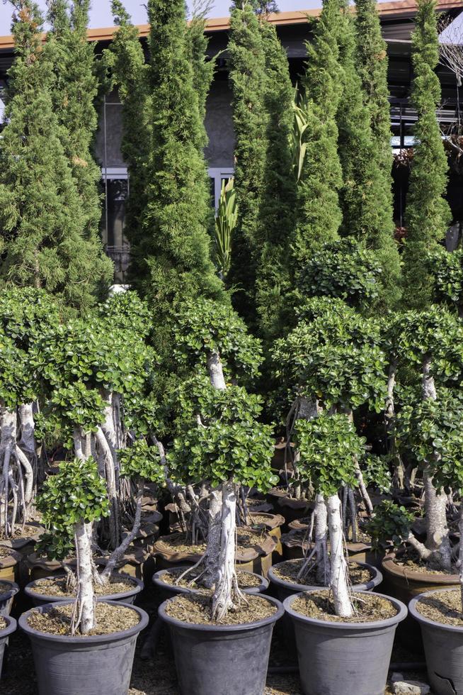 Evergreen trees in pots 2044990 Stock Photo at Vecteezy