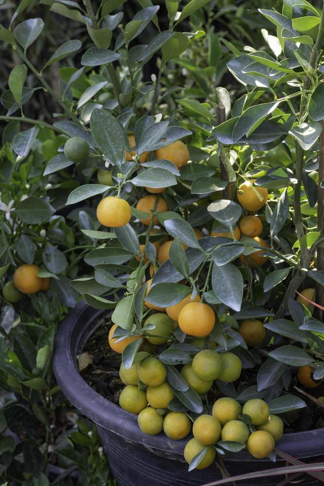 Small orange tree in the garden photo