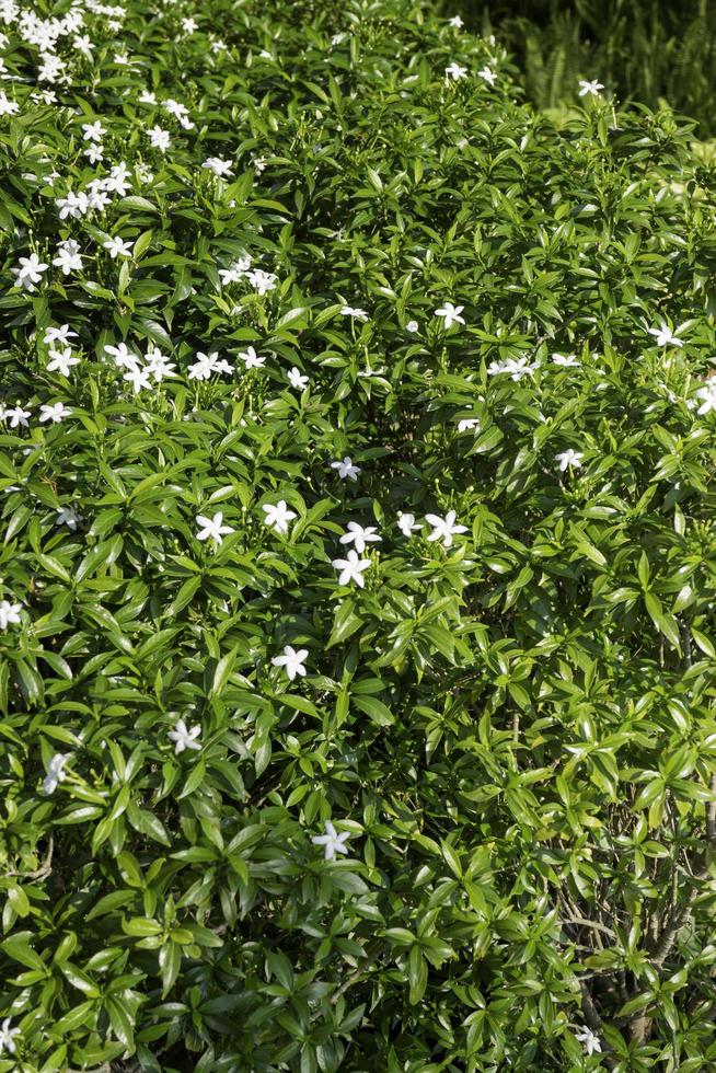 arbustos con flores blancas en el jardín. foto