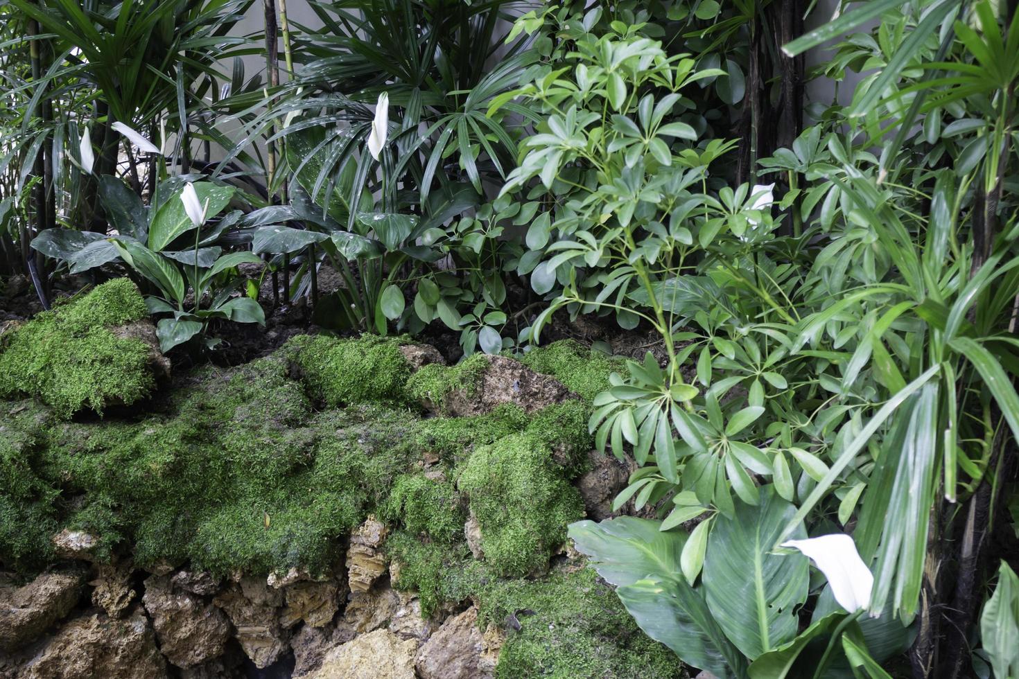 plantas verdes en el jardín tropical foto