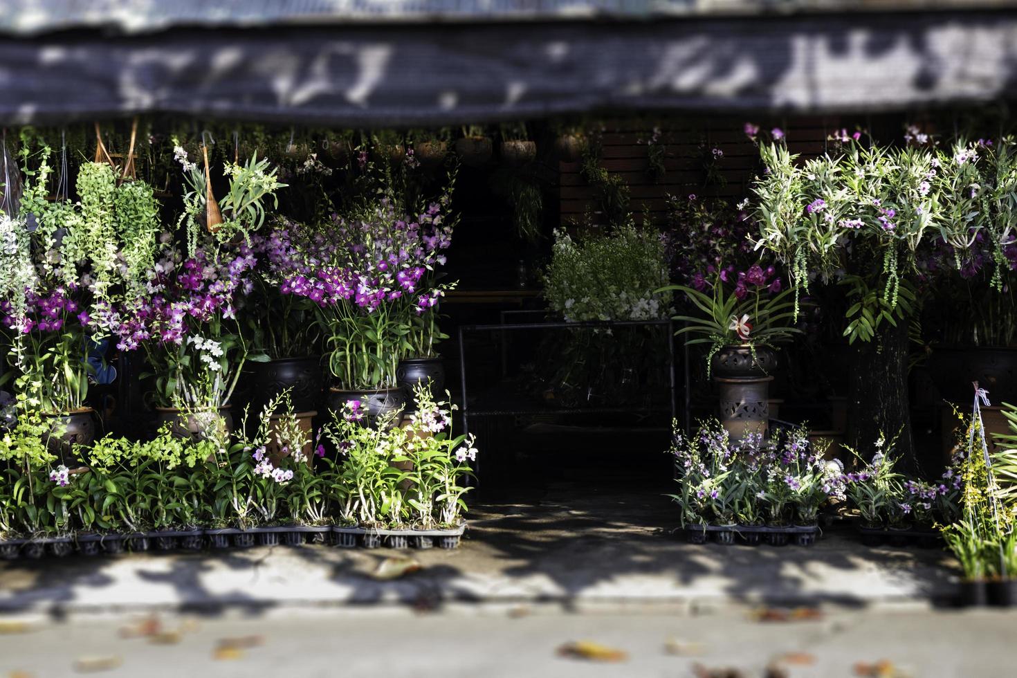 Hanging baskets for sale at a nursery photo