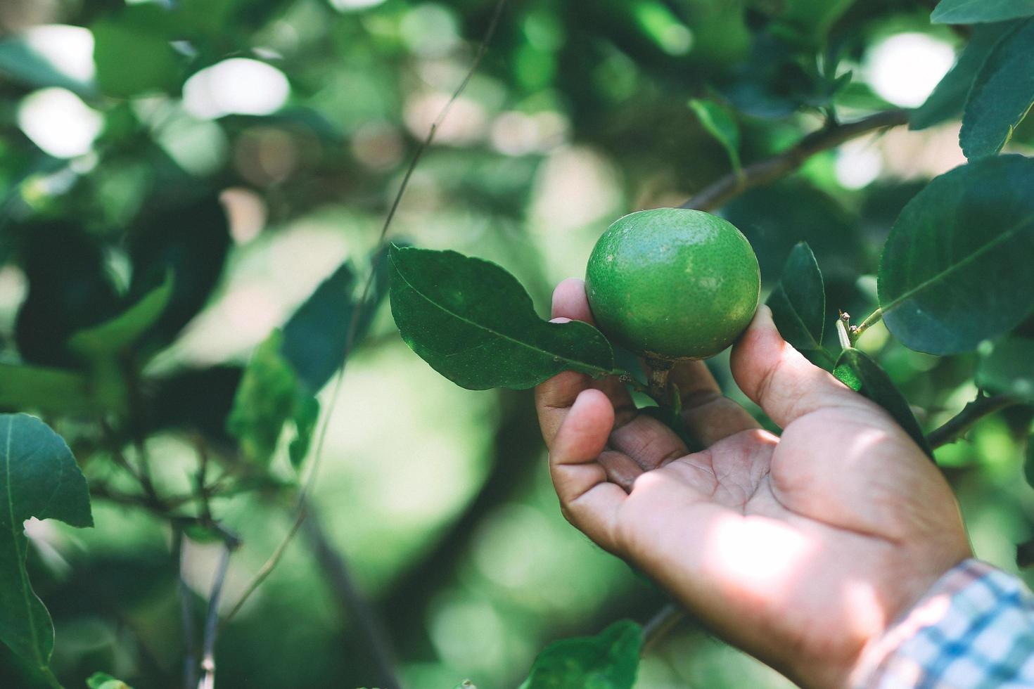 El jardinero recogiendo limones en el jardín. foto