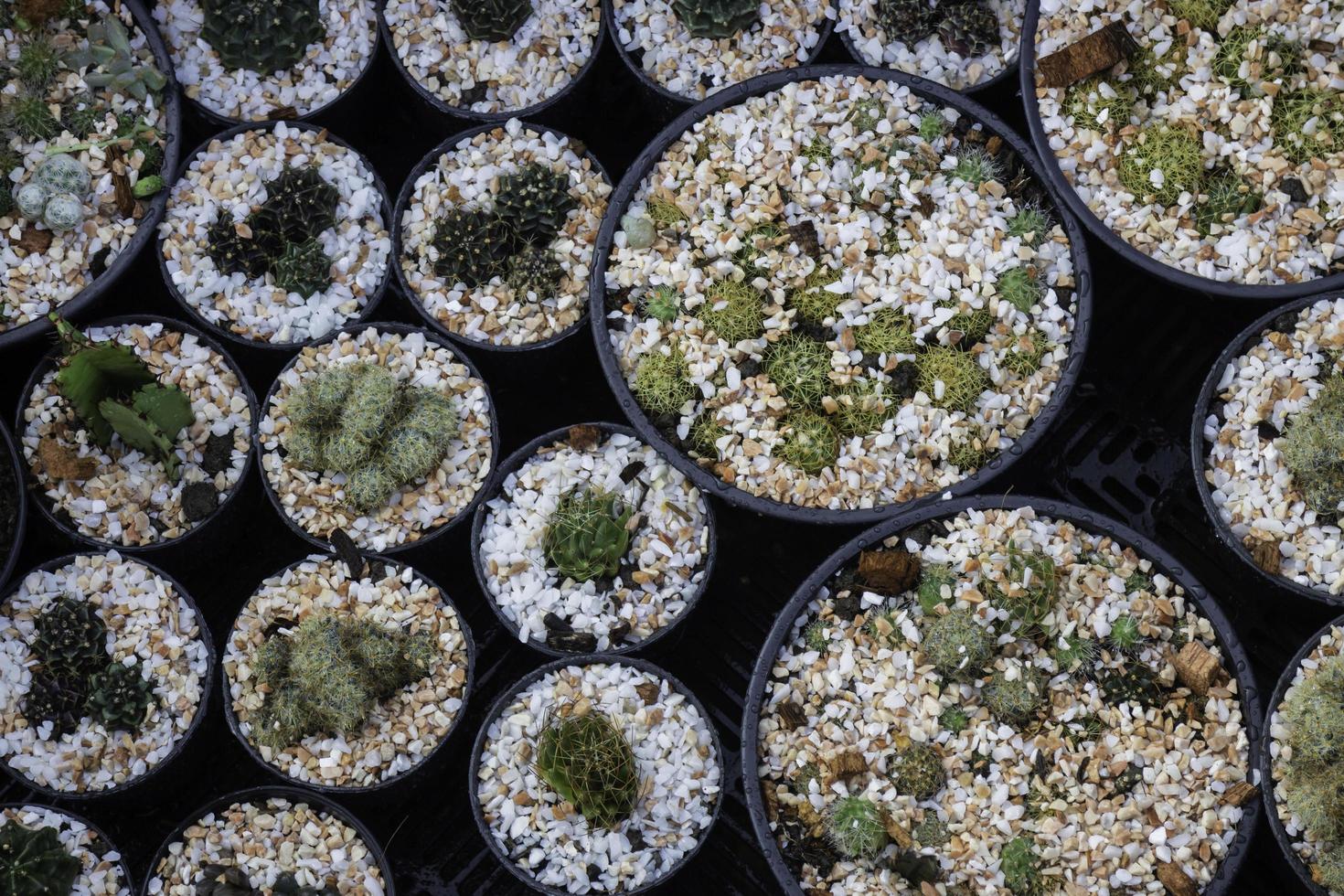 Cacti in pots photo