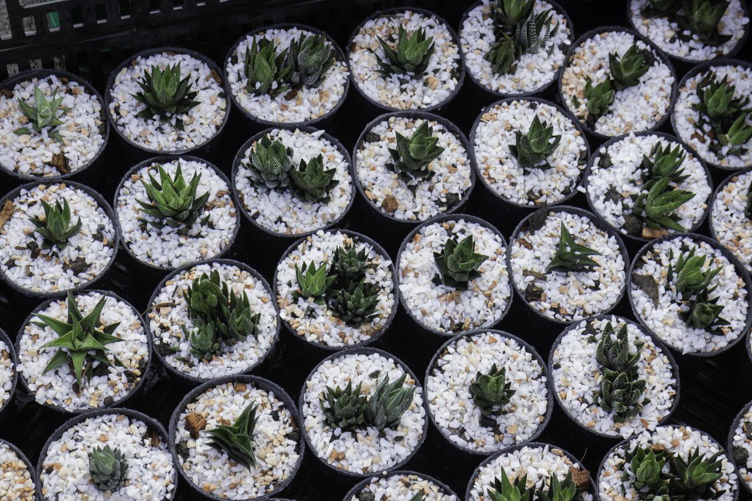 Cactus in small pots photo