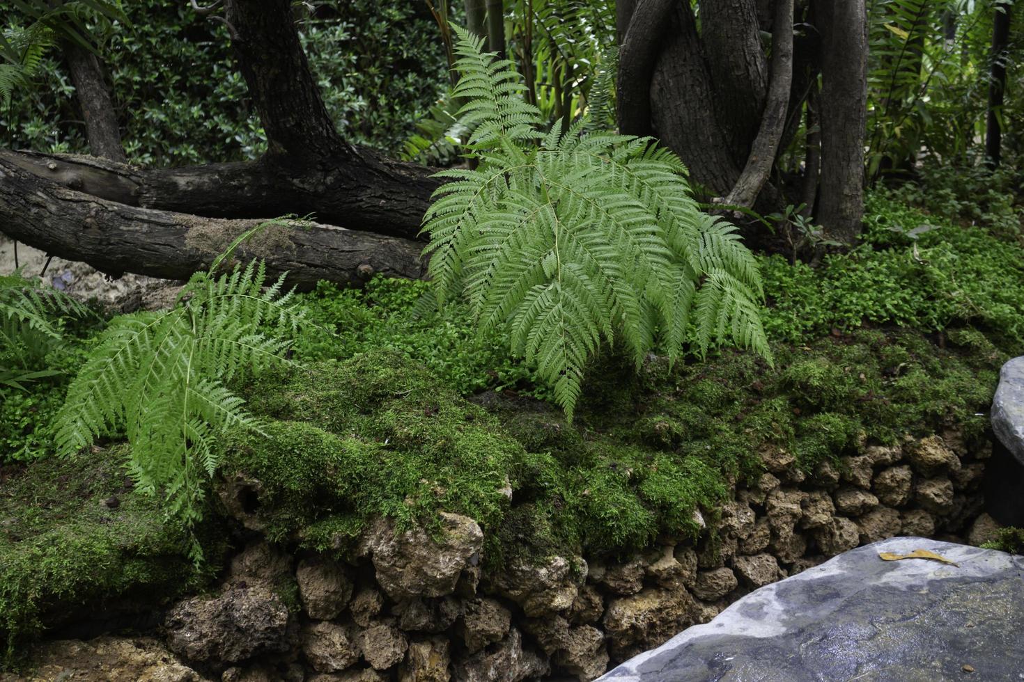 plantas verdes en el jardín tropical foto