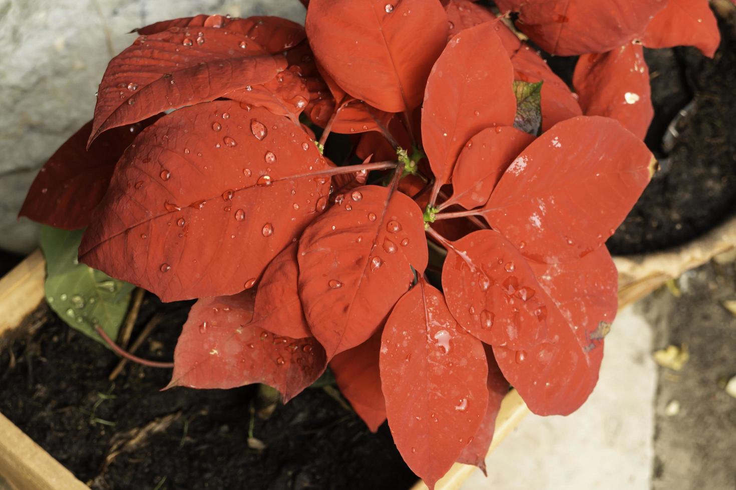 Poinsettia leaves with dew photo