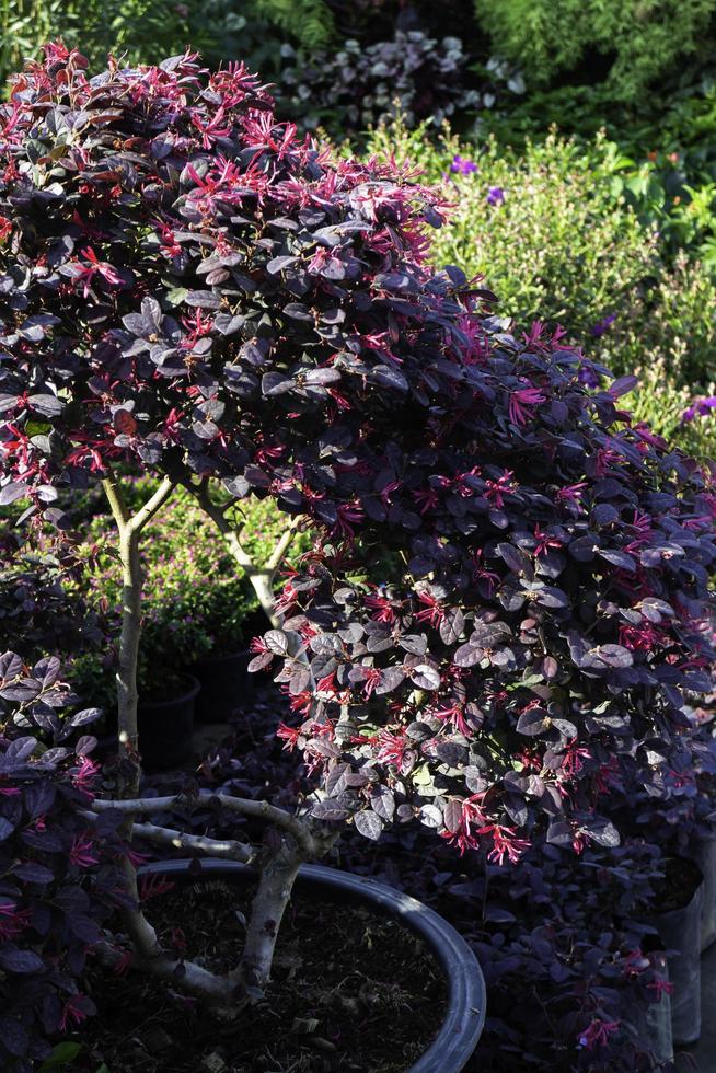 Purple plant in a pot photo