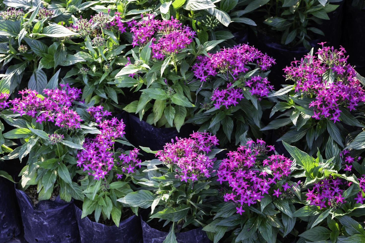 plantas moradas en el jardín foto