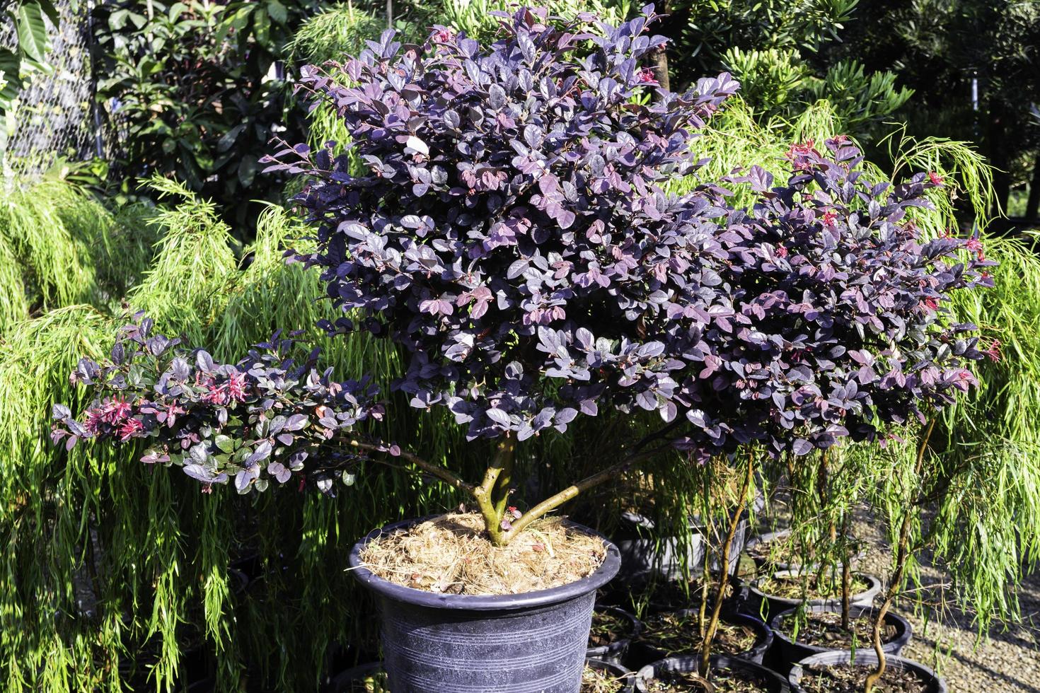 Garden plants in pots photo