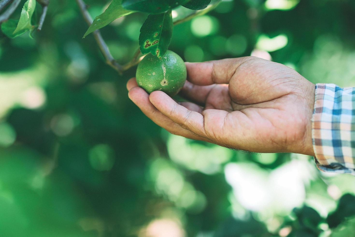 The gardener picking up lemon produce in the garden photo