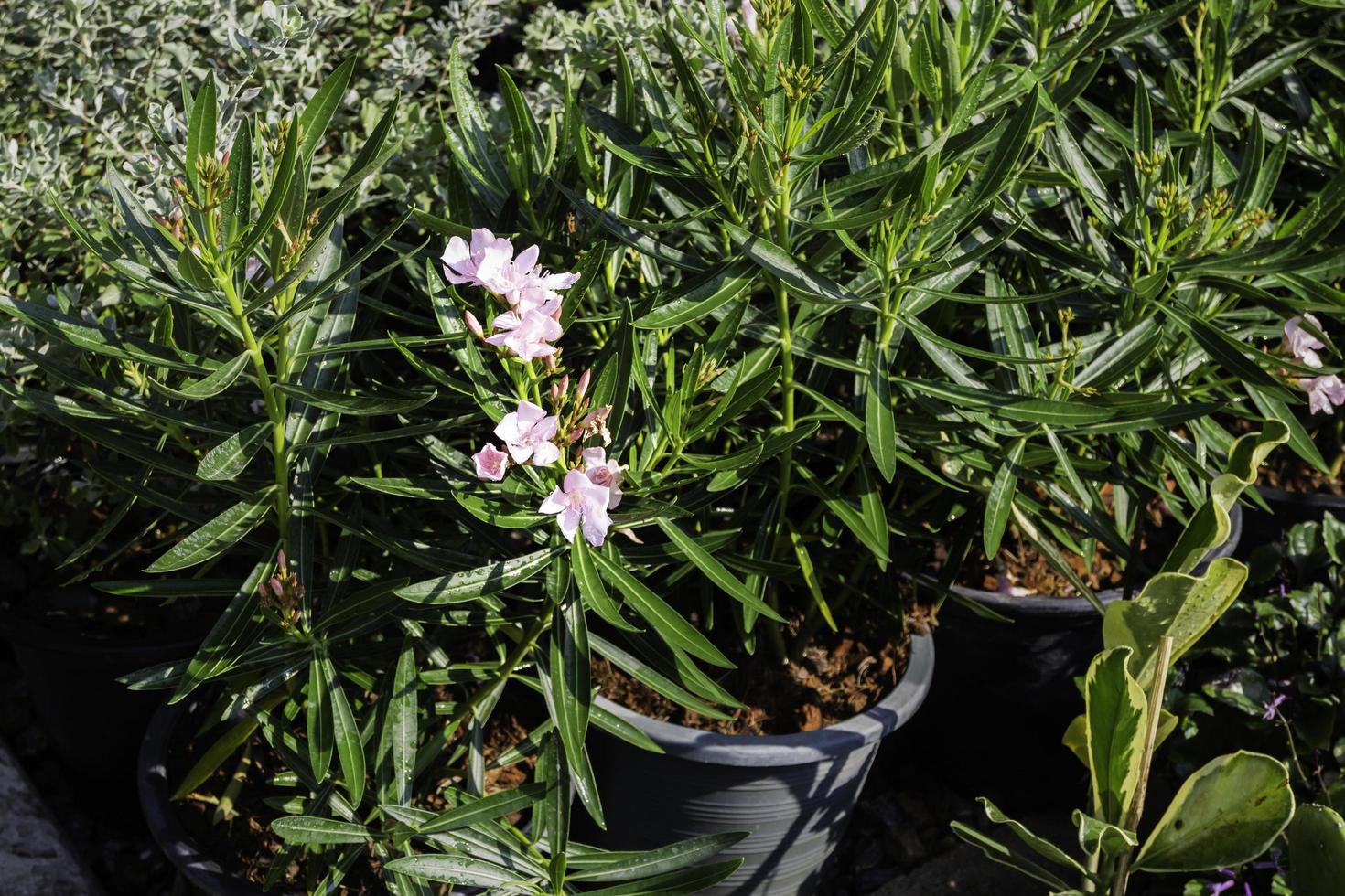 Blooming garden plant photo