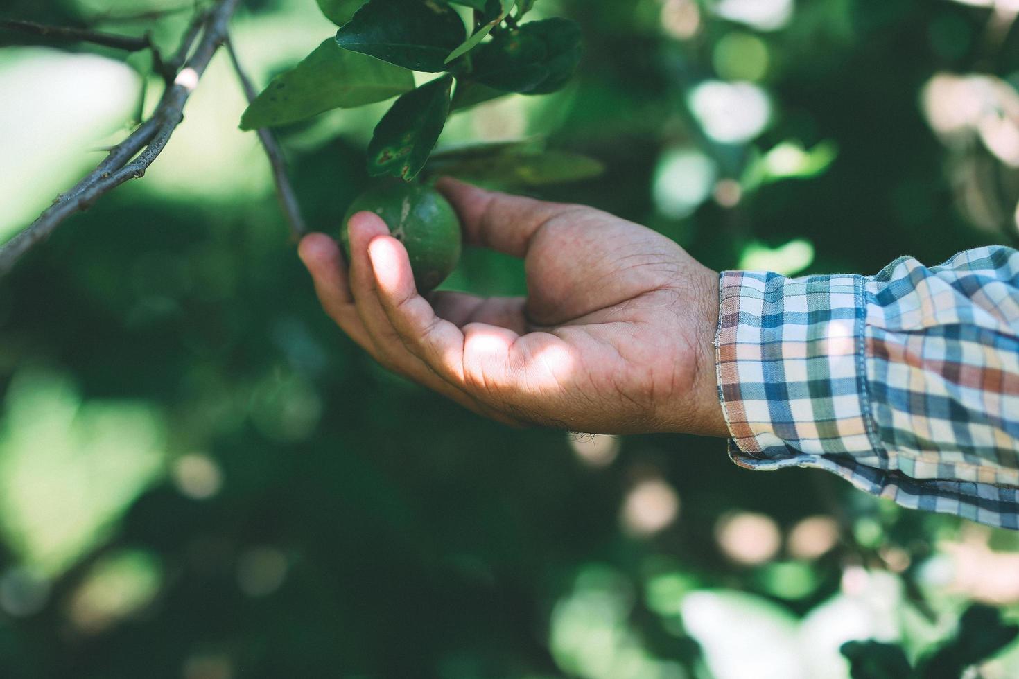 El jardinero recogiendo limones en el jardín. foto