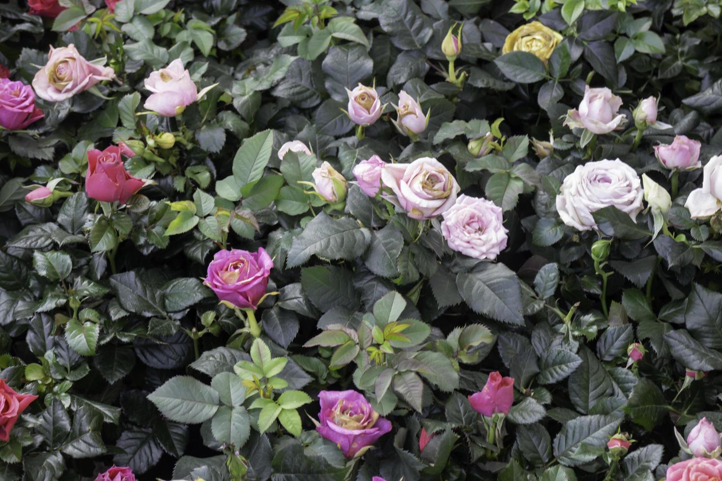 Blooming rose bush photo