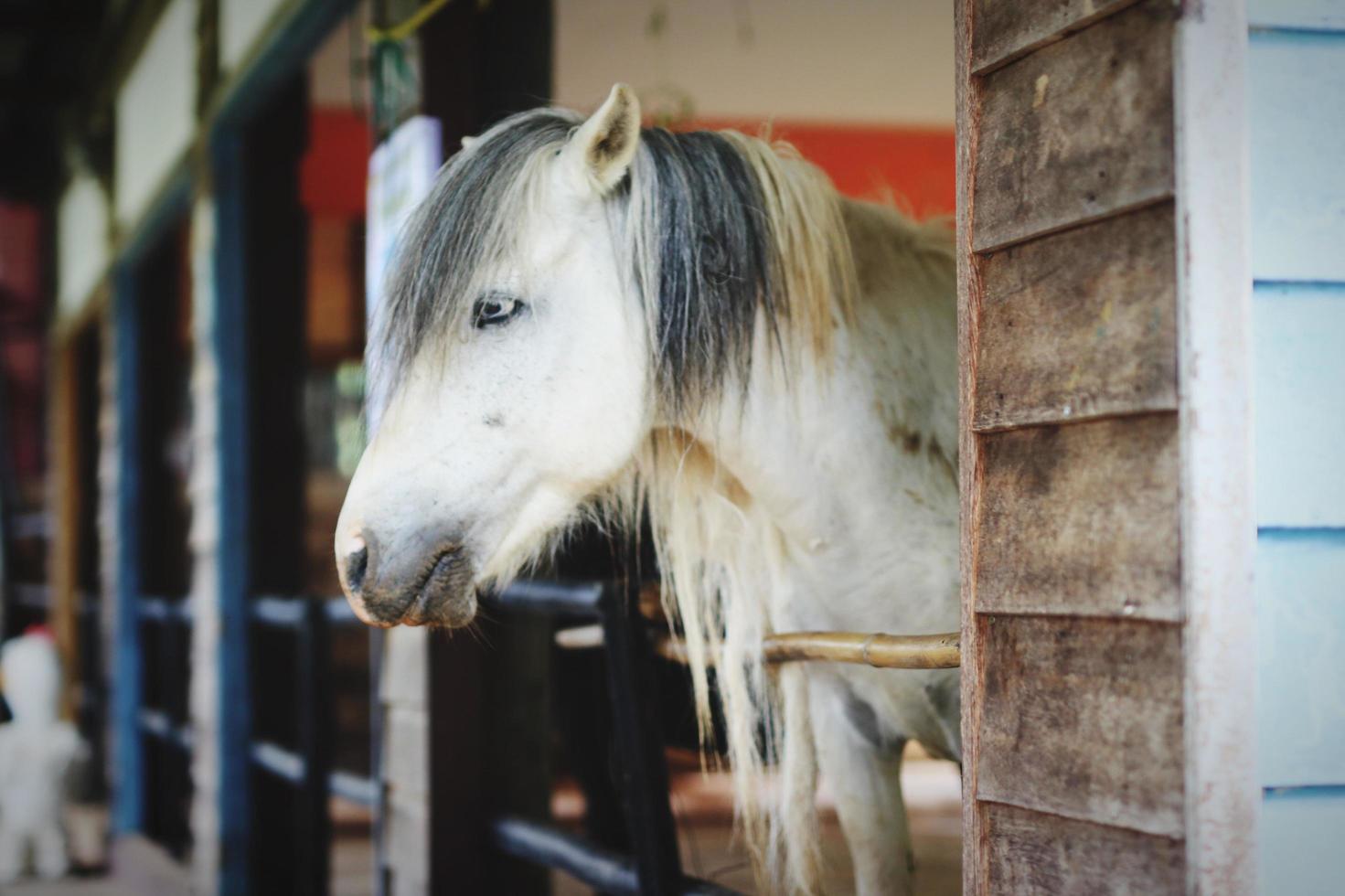 caballo blanco en el establo de la granja foto