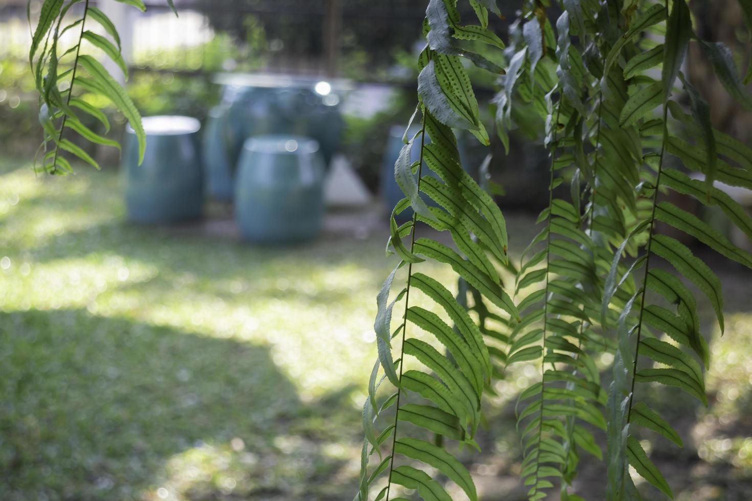 Beautiful green garden photo