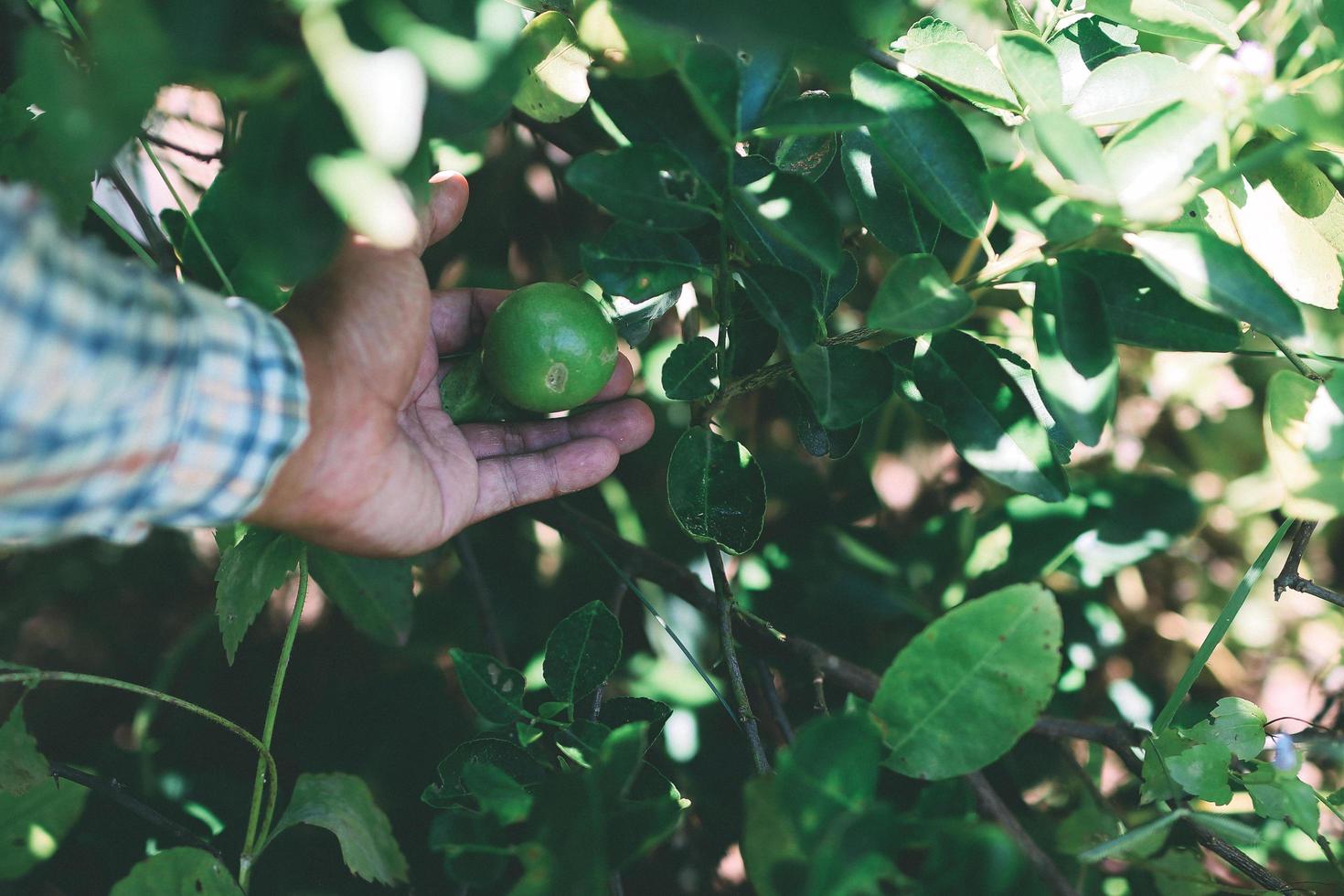 El jardinero recogiendo limones en el jardín. foto