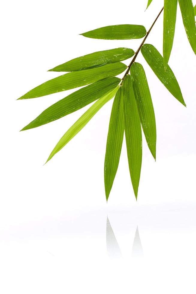 bambú verde sobre blanco foto