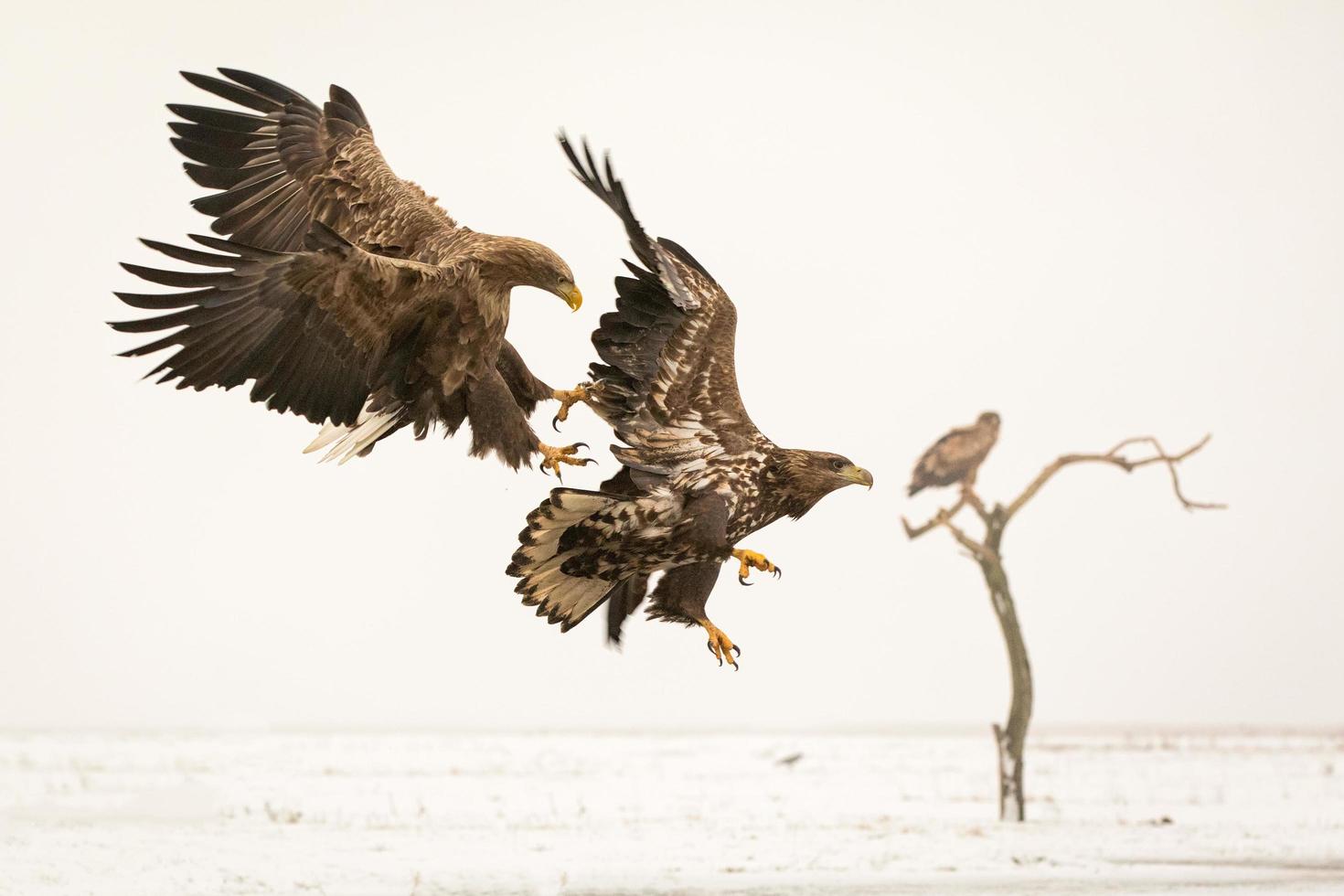 Dos águilas de cola blanca peleando en invierno foto