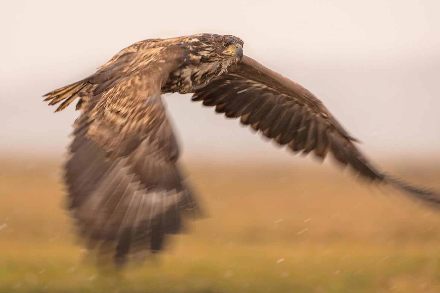 El águila de cola blanca en vuelo con las puntas de las alas borrosas en condiciones invernales foto