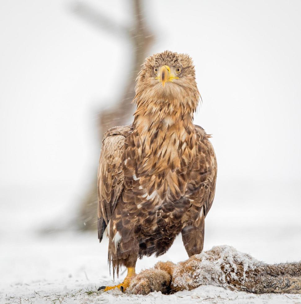 White-tailed eagle with prey in winter setting photo