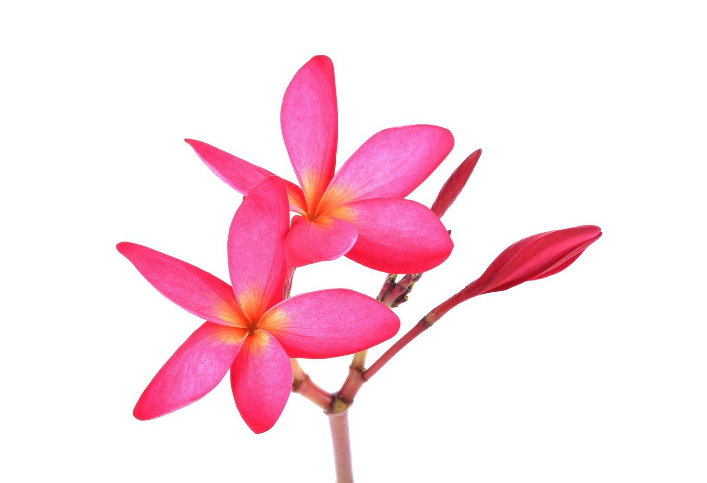 Plumeria roja sobre un fondo blanco. foto