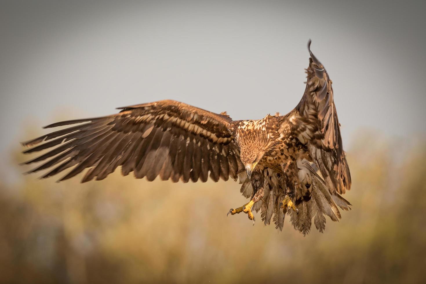 White-tailed eagle spreading wings photo