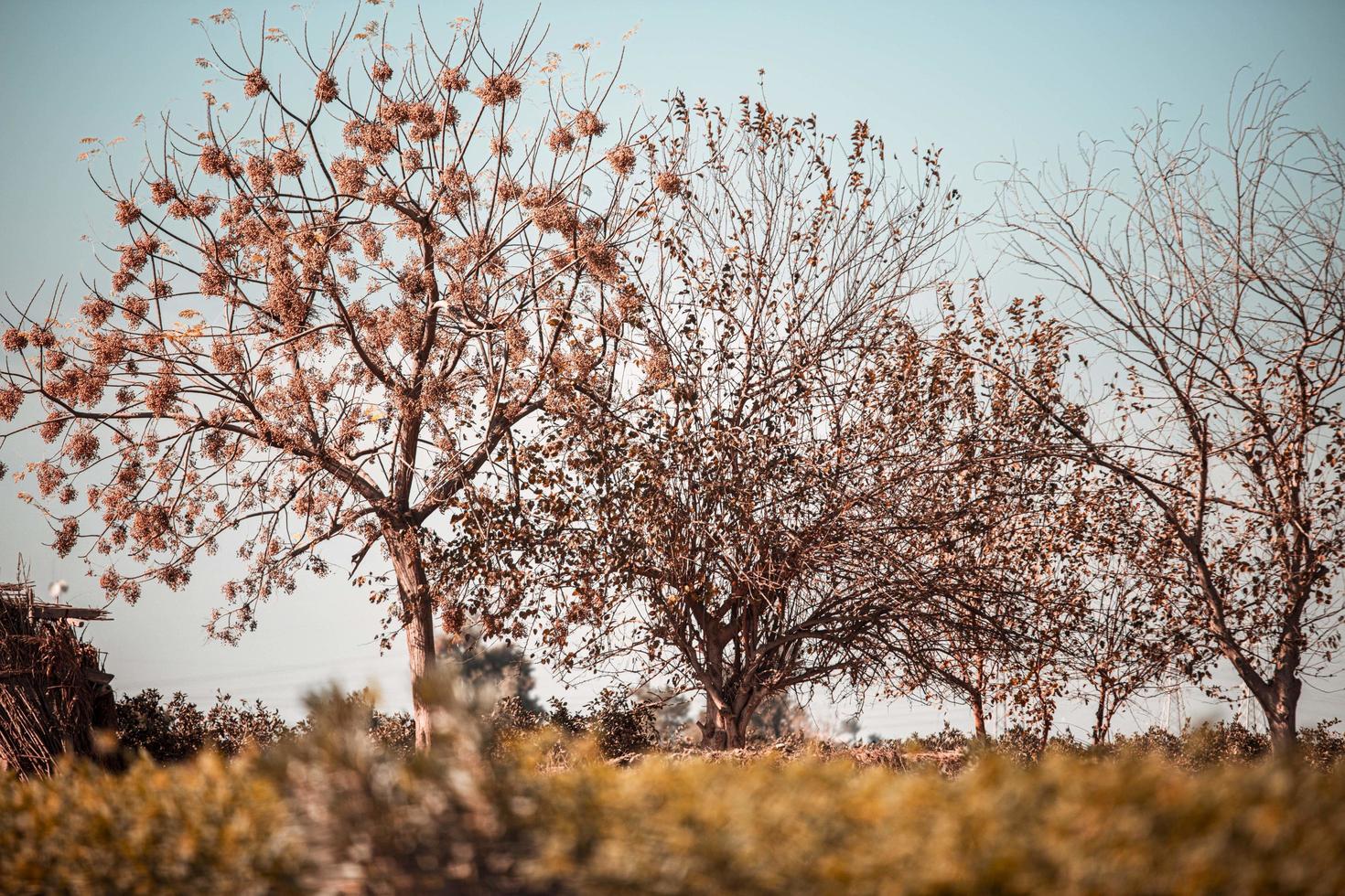 árboles de hoja caduca en invierno, con el cielo detrás de ellos foto