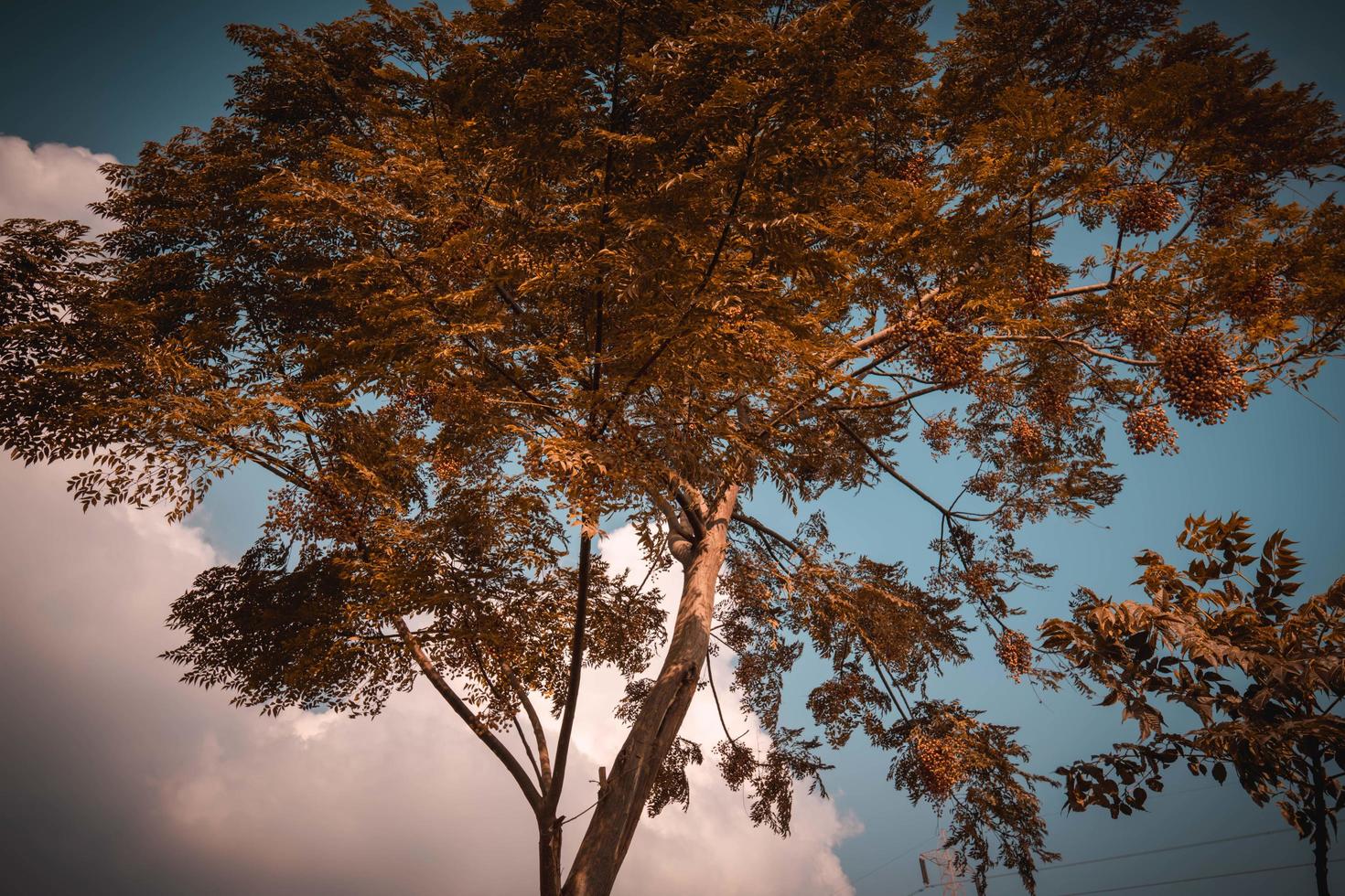 Árbol zinslakht y detrás de él las nubes y el cielo azul foto