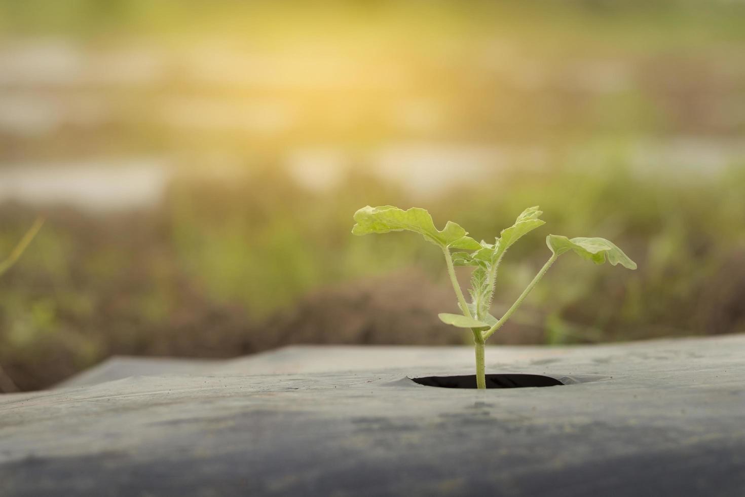 Small watermelon tree growing in garden photo