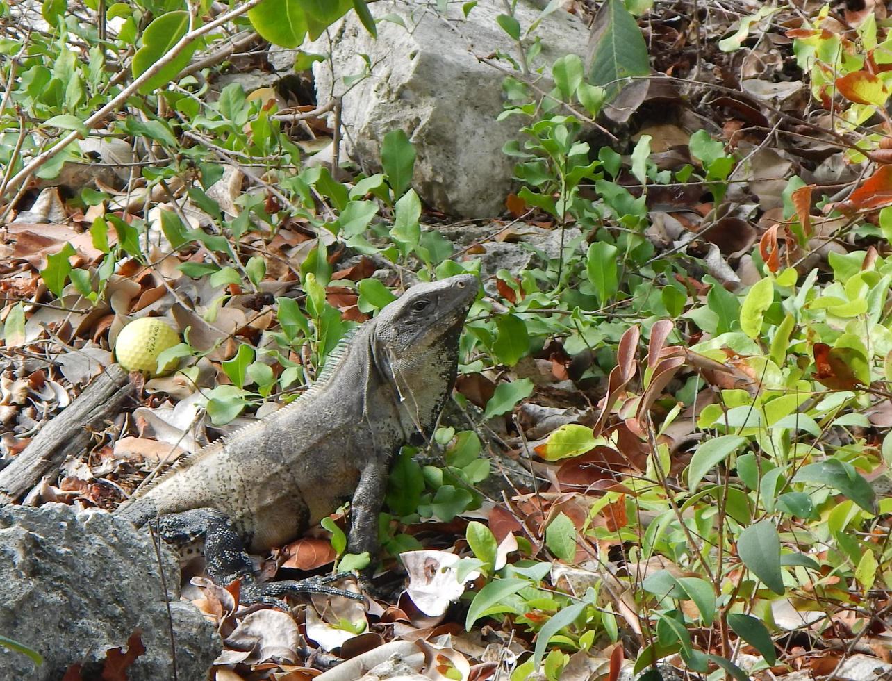 hermosa iguana que vive en la selva de mexico foto