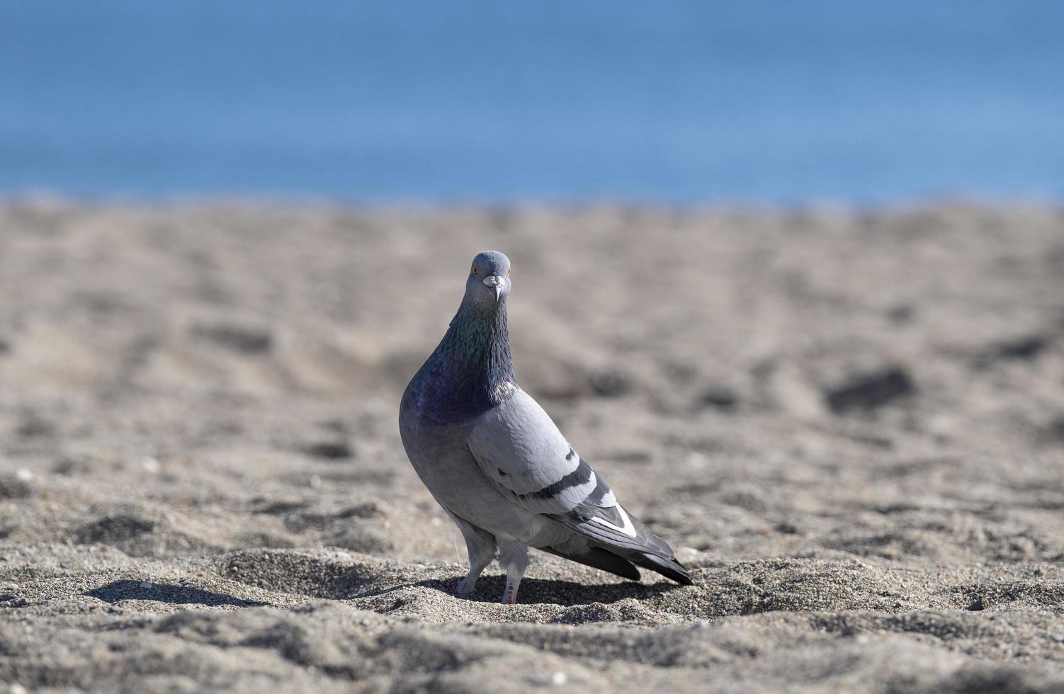 A pigeon looking at the camera on the seashore photo