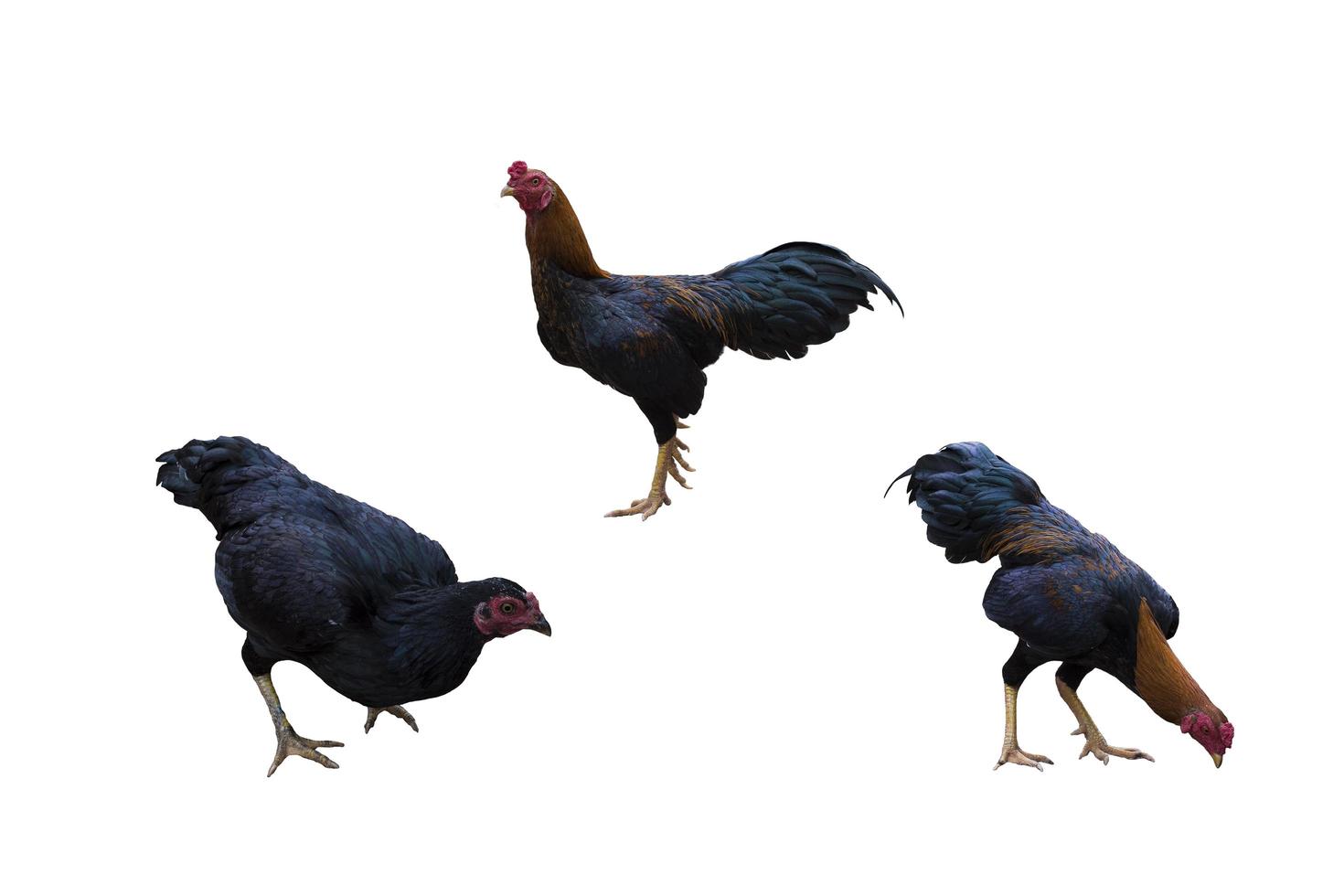 Chickens eating isolated on white background photo