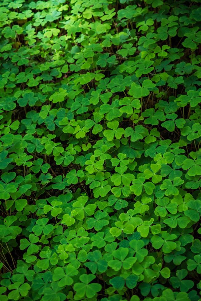 hojas verdes en suelo marrón foto
