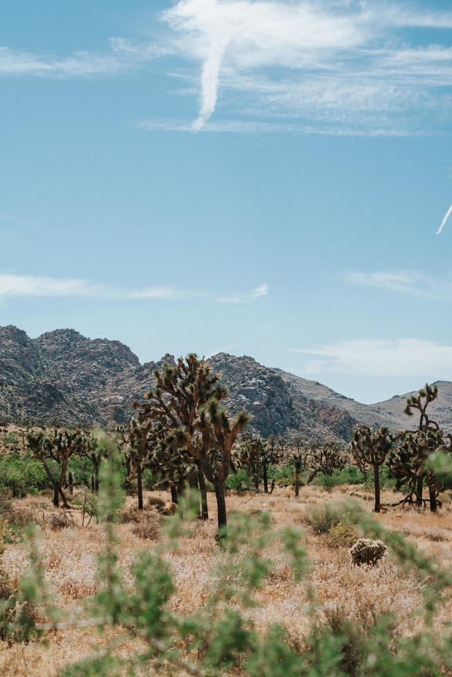 Joshua Tree National Park during summer time photo