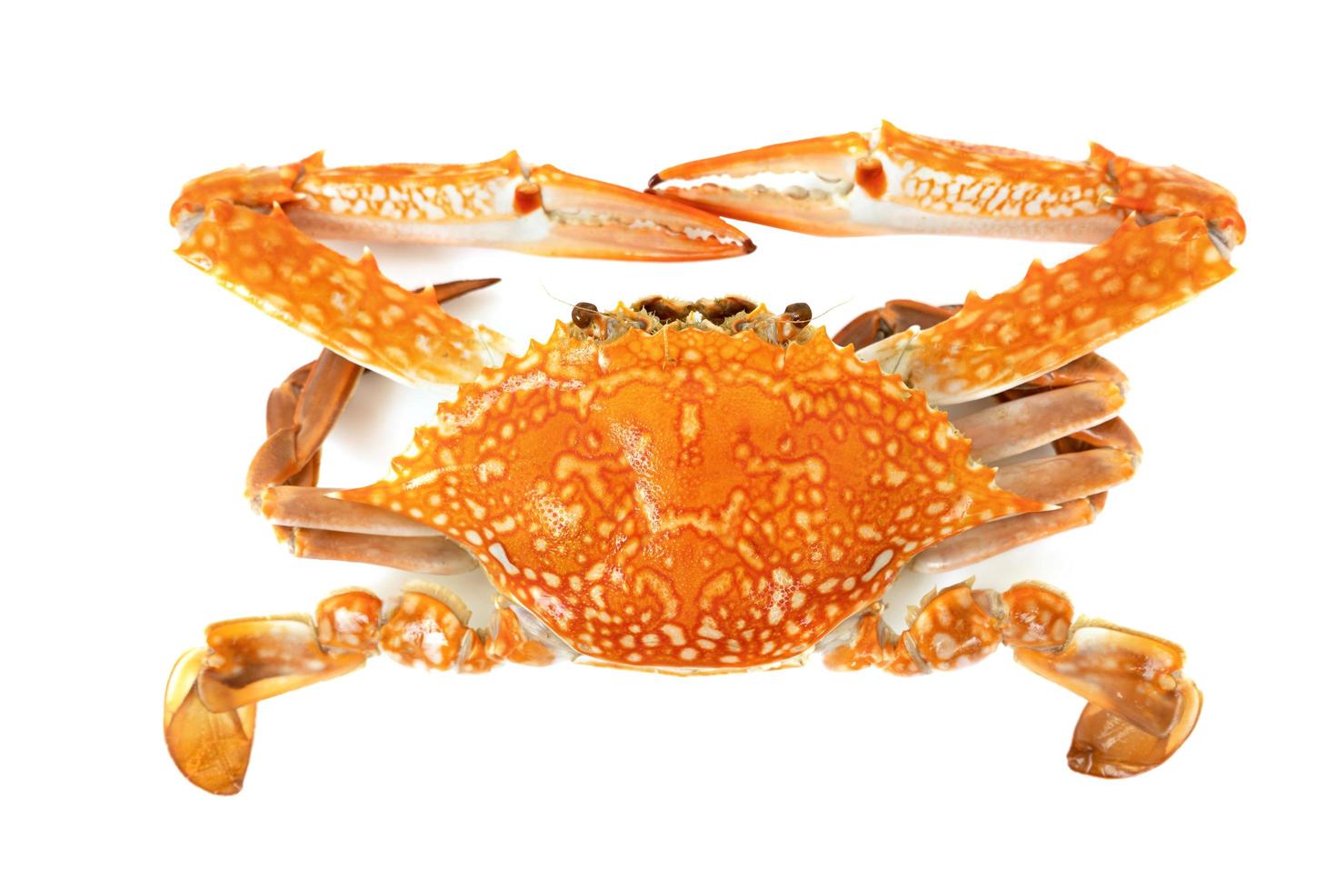 Red crab isolated on a white background photo