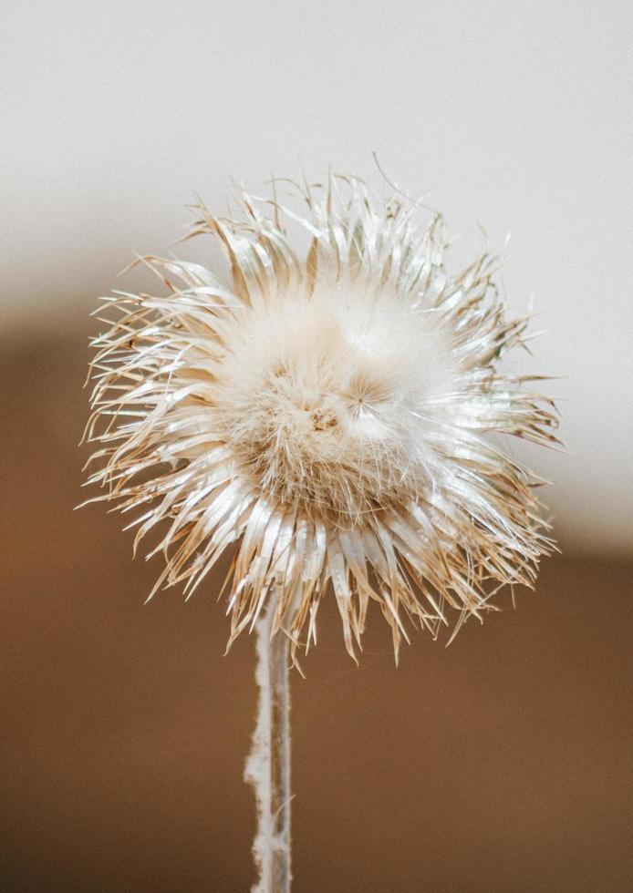 Diente de león blanco en fotografía de primer plano foto