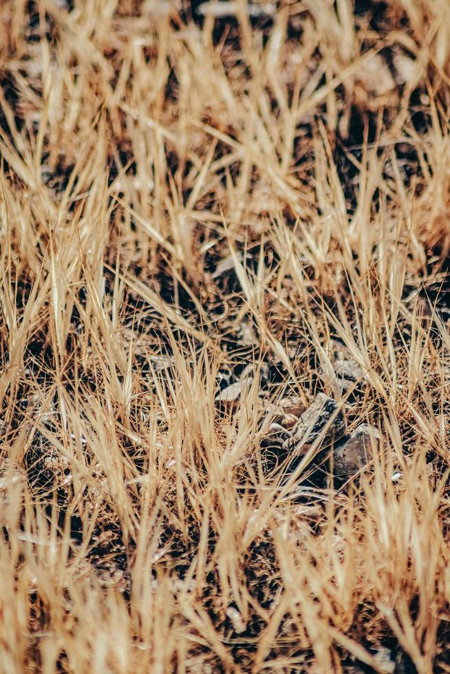 Brown grass field during daytime photo