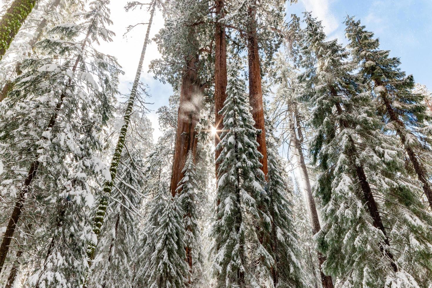 Sun shining through snowy tree tops in winter photo