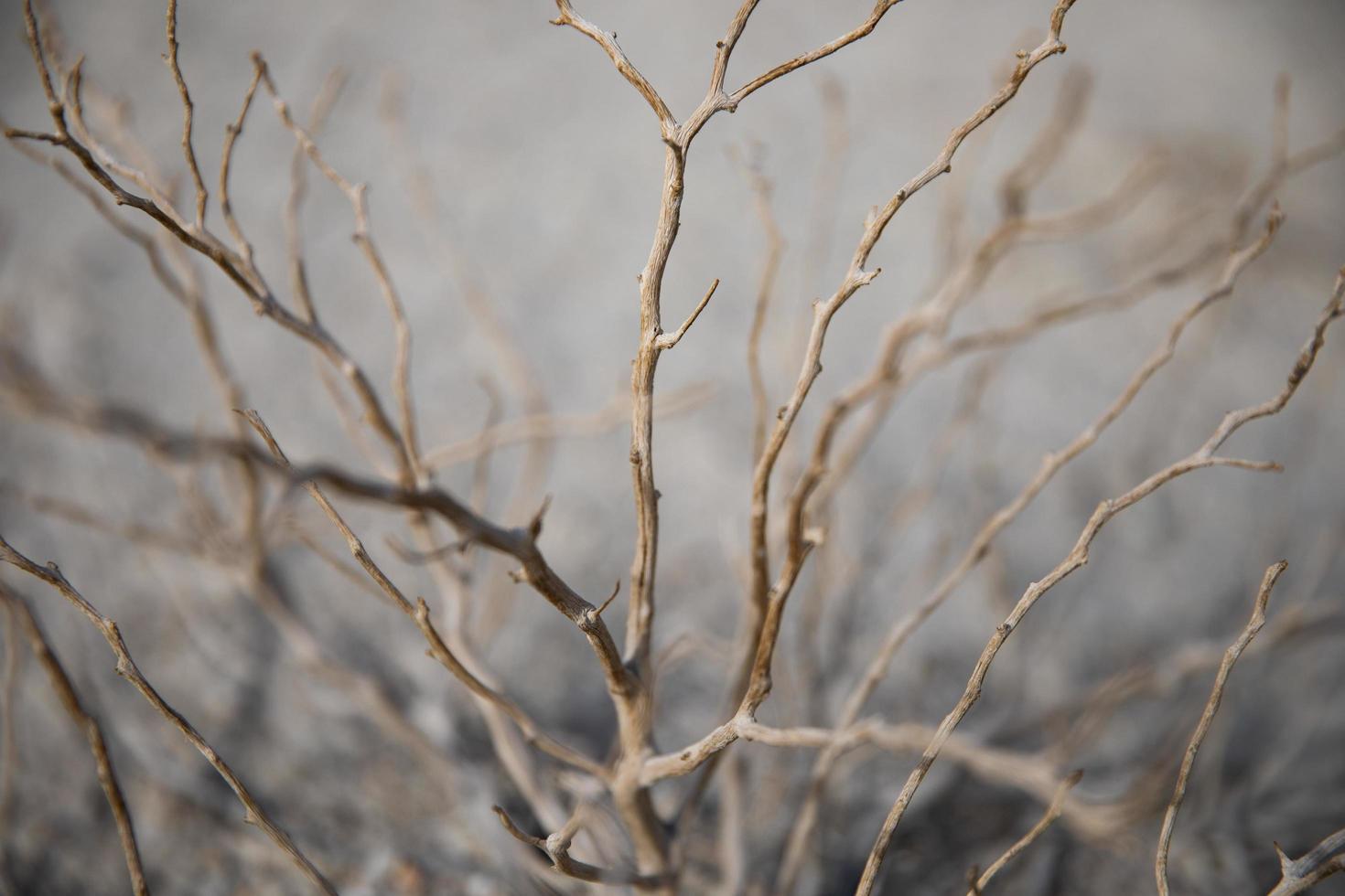 Leafless tree branches in desert photo