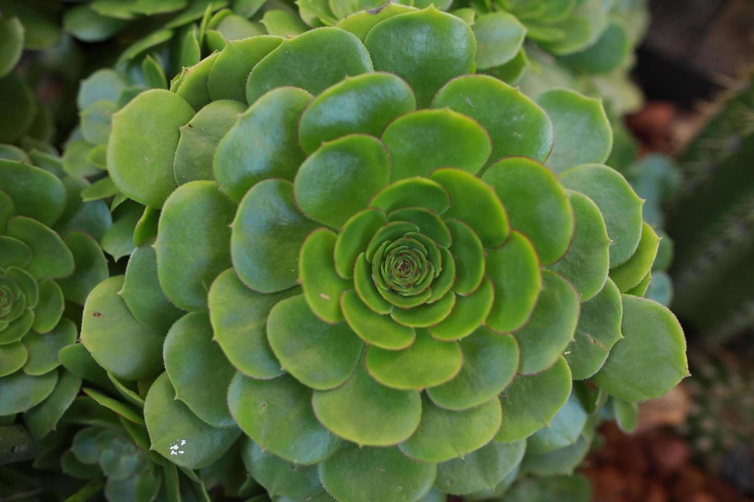 Green aeonium succulent plant photo