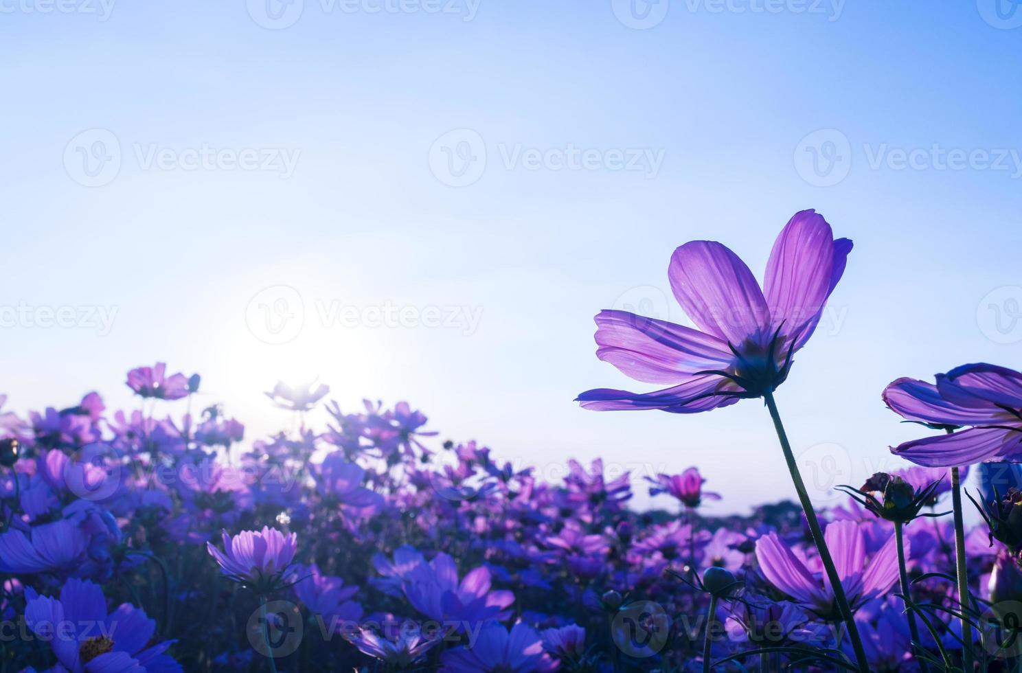 Purple cosmos flowers in the garden photo