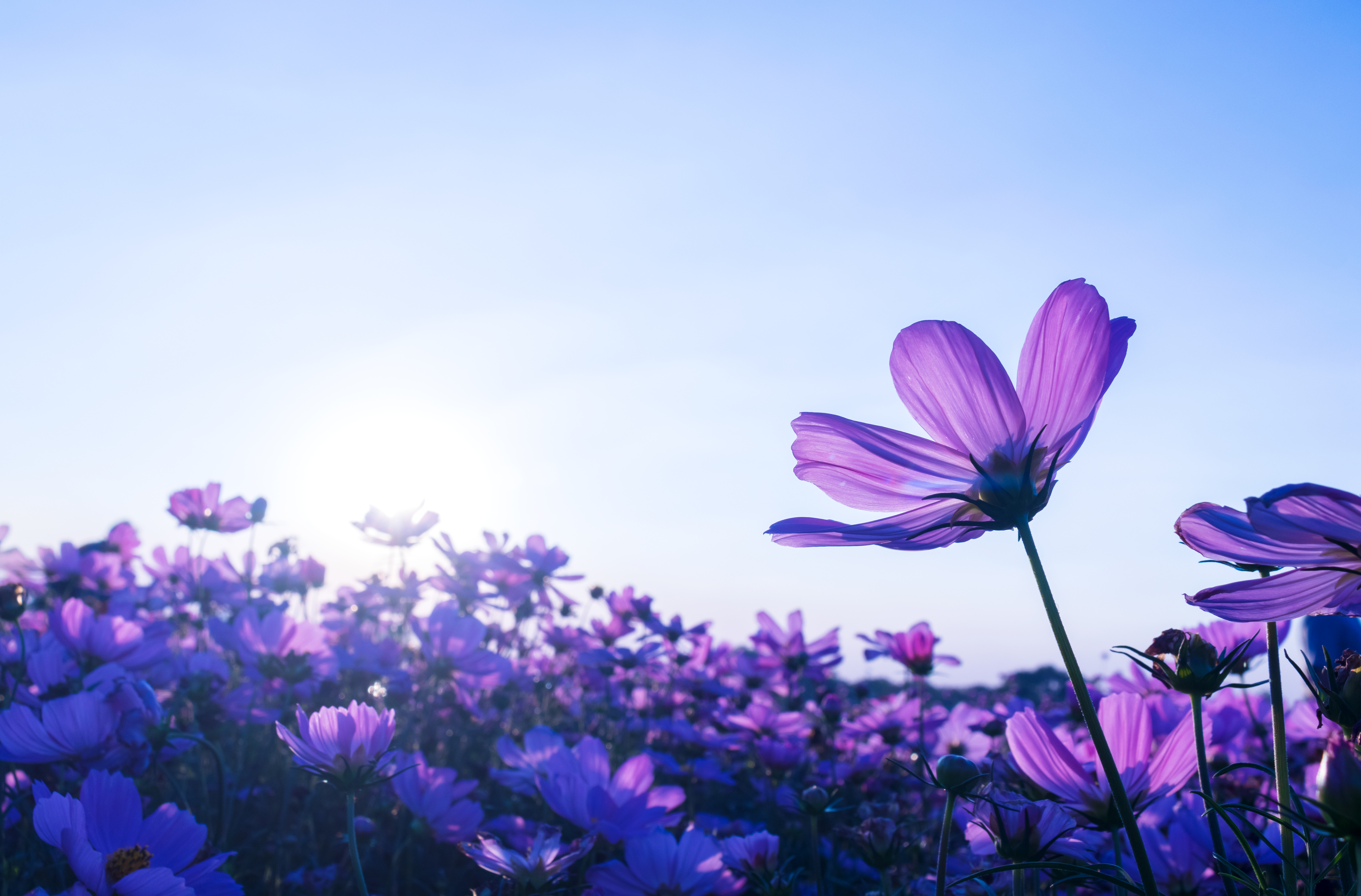 Flores Imágenes, Fotos y Fondos de pantalla para Descargar Gratis Flores Imágenes, Fotos y Fondos de pantalla para Descargar Gratis